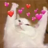 Стикер Meow