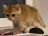 котёнок Ра