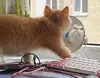 Стикер котёнок Ра