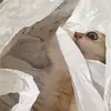 Стикер котёнок Ра