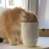 Стикер котёнок Ра