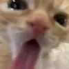 Котята от Дяди Рана