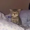 Стикер Котята от Дяди Рана
