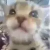 Стикер Котята от Дяди Рана
