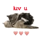 Kitty