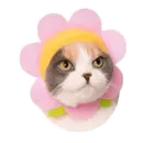 Стикер Kitty