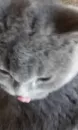 Стикер kitty NDY