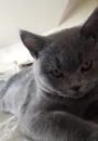 Стикер kitty NDY
