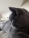 Стикер kitty NDY