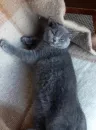 Стикер kitty NDY