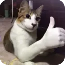Стикер Китя