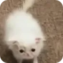 Стикер Китя