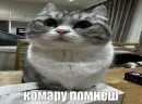 Стикер Komaru