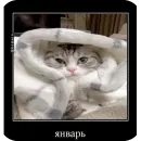 Стикер Комару рофлс