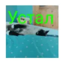 Стикер Кот Белик