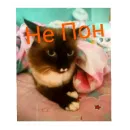 Стикер Кот Белик