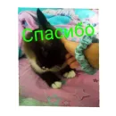 Стикер Кот Белик