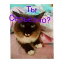 Стикер Кот Белик