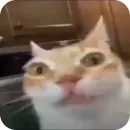 Кот Нормас