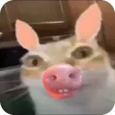 Стикер Кот Нормас