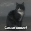 Котики
