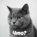 Стикер Котики