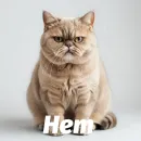 Стикер Котики