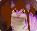 Cats Memes