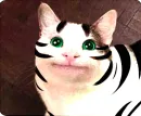 Стикер Cats Memes