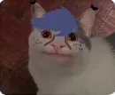 Стикер Cats Memes