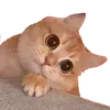 Стикер Kotiashi