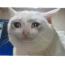 Kotiki Cat 6
