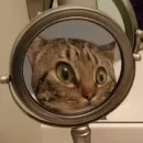 Стикер Kotiki Cat 6
