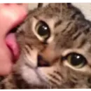 Стикер Kotiki Cat 6