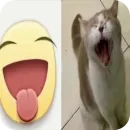 Стикер Memes