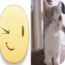 Стикер Memes