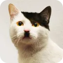 Котики и фразочки