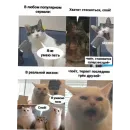 Стикер Котики и фразочки