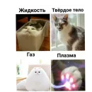 Стикер Котики и фразочки