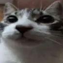 Котики