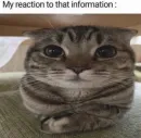 Стикер Котики