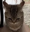 Стикер Котики