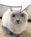 Стикер Котики