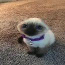 Стикер Котики