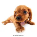 Стикер Animals