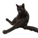 Котские коты