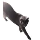 Стикер Котские коты
