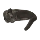 Стикер Котские коты