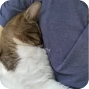 Стикер Котские коты