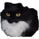 Коты ъеъ